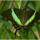 ... Neon-Schwalbenschwanz "Ritterfalter" (papilio palinurus) ...