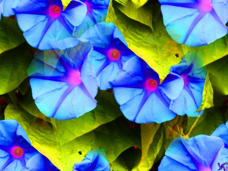 Neonblumen 1