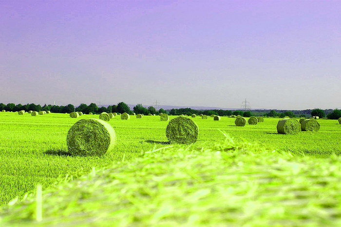 Neongrüne Impressionen