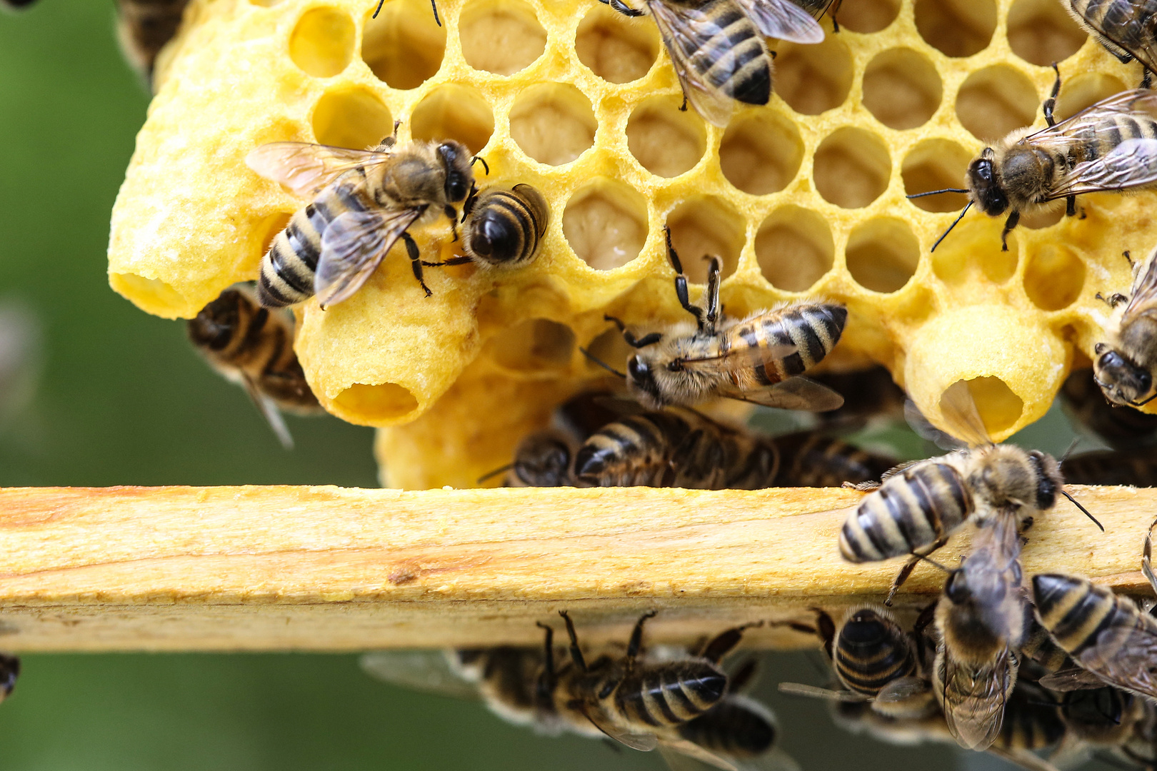 Neonicotinoide töten Bienen