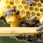 Neonicotinoide töten Bienen