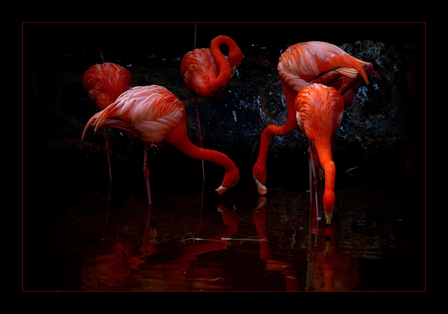 Neonlampen 2 - Flamingos