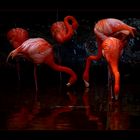 Neonlampen 2 - Flamingos