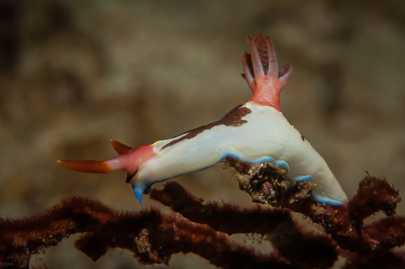 Neonsternschnecke