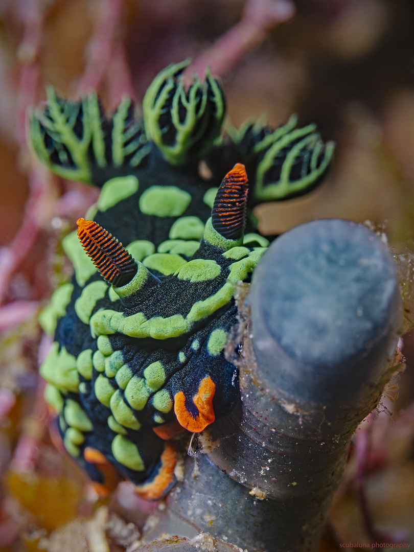 Neonsternschnecke auf der Knabberstange