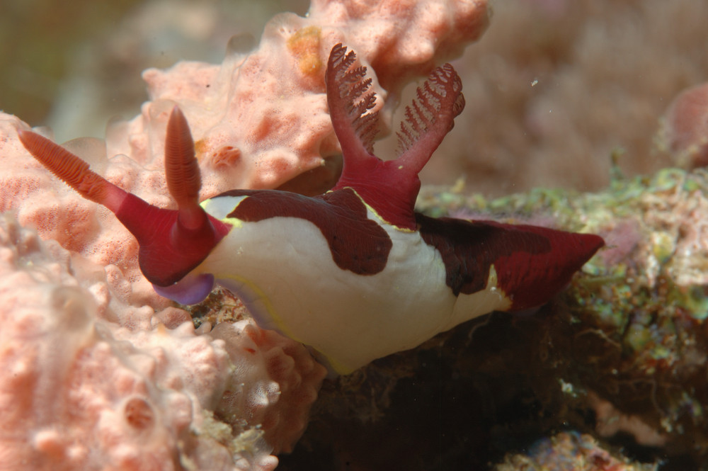 Neonsternschnecke ( Nembrotha rutilanos)