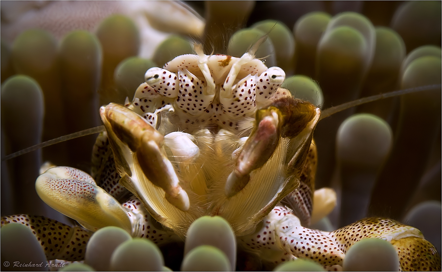 Neopetrolisthes maculatus Foto & Bild Bilder auf