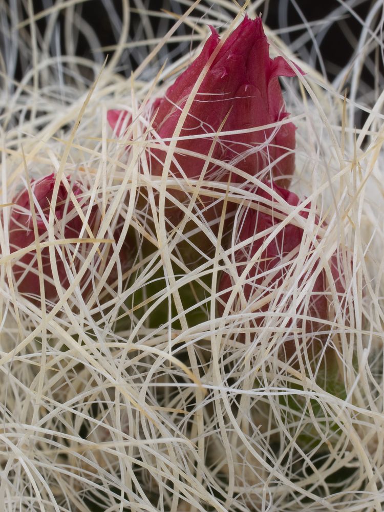 Neoporteria multicolor var. senilis