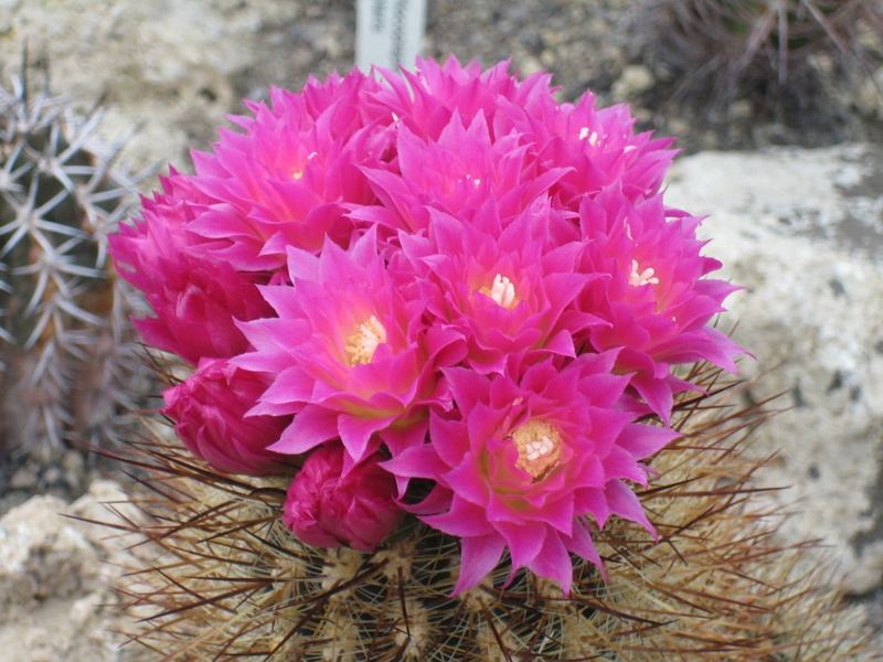 Neoporteria nidus