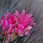 Neoporteria villosa (Chile)