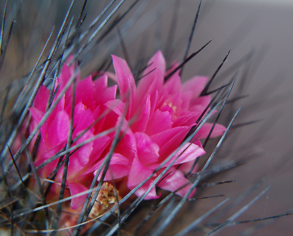 Neoporteria villosa (Chile)