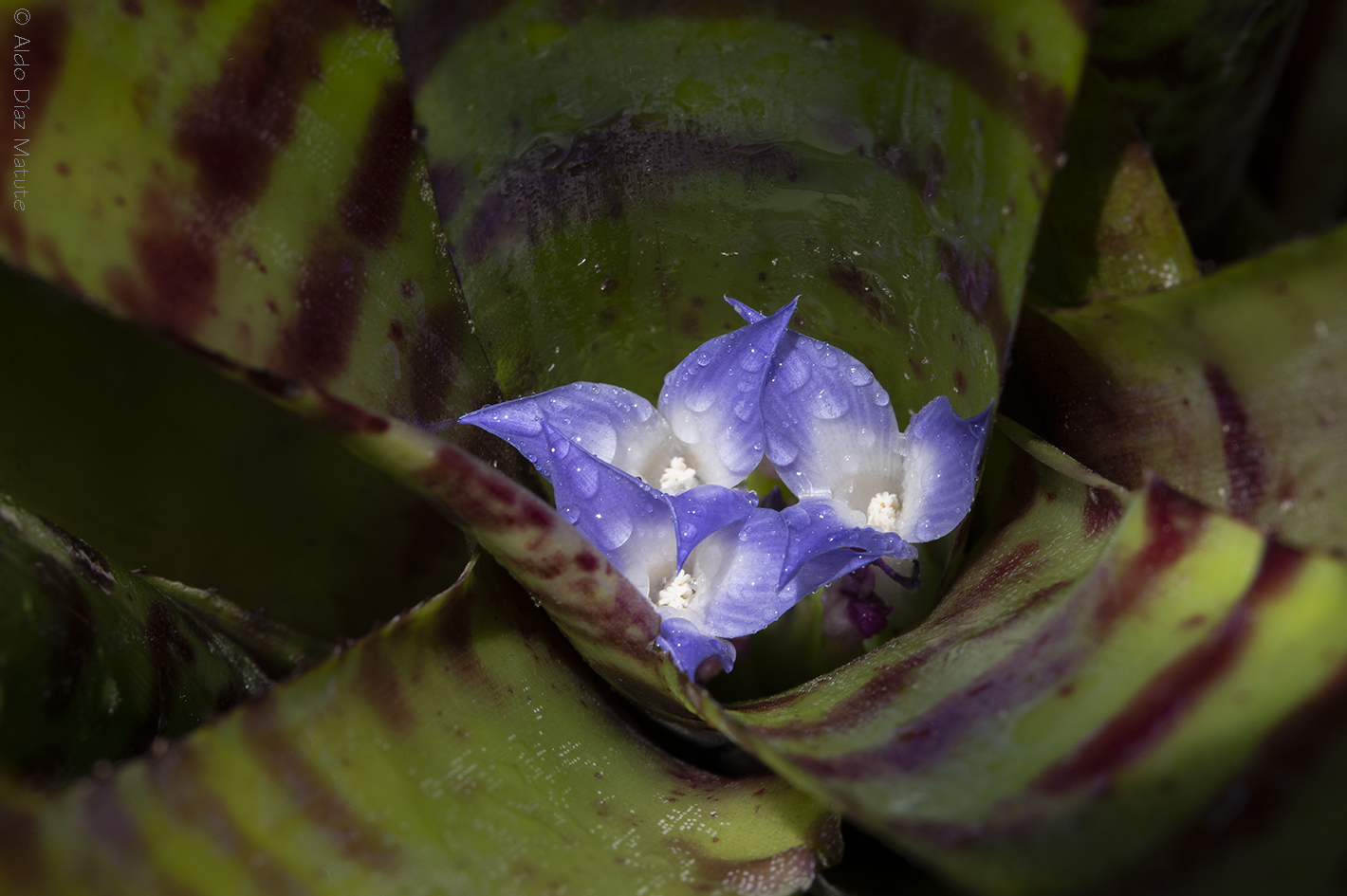 Neoregelia ampullacea tigrina