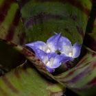 Neoregelia ampullacea tigrina