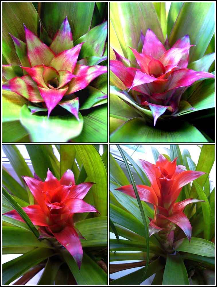 Neoregelia (Bromelie)