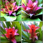 Neoregelia (Bromelie)