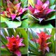 Neoregelia (Bromelie)