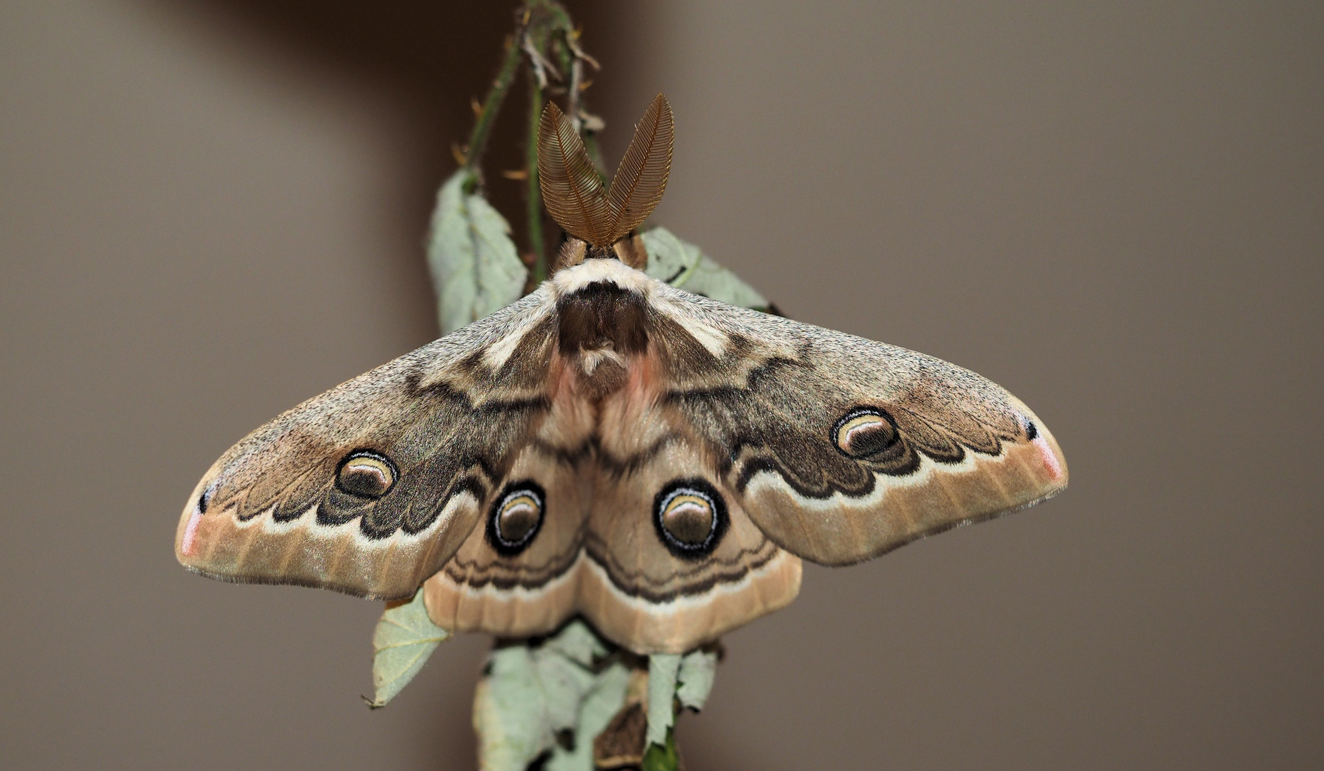 Neoris huttoni ssp. Schadulla