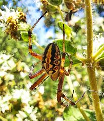 Neoscona adianta