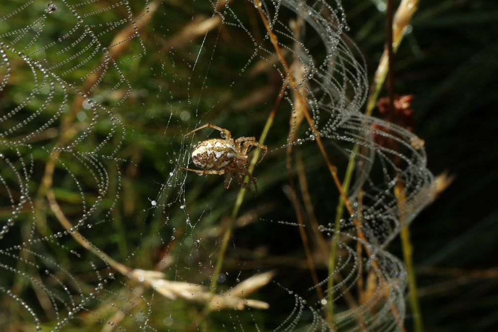 Neoscona adinanta (Heideradspinne)