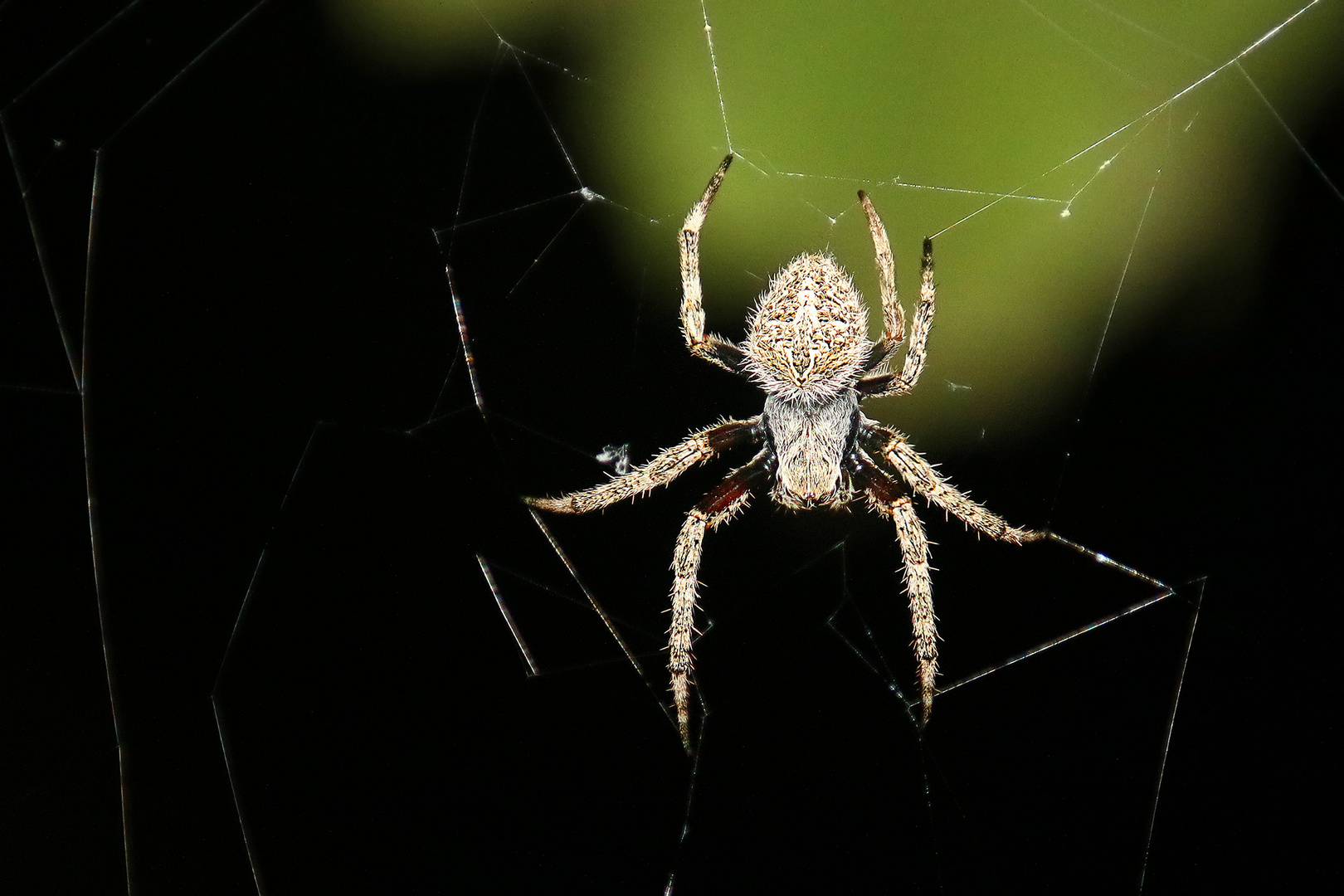 Neoscona triangula