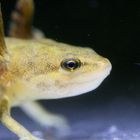 Neotenes Teichmolch Weibchen - Triturus vulgaris