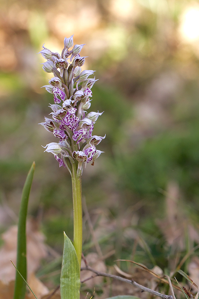 Néotina Lactea