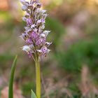 Néotina Lactea