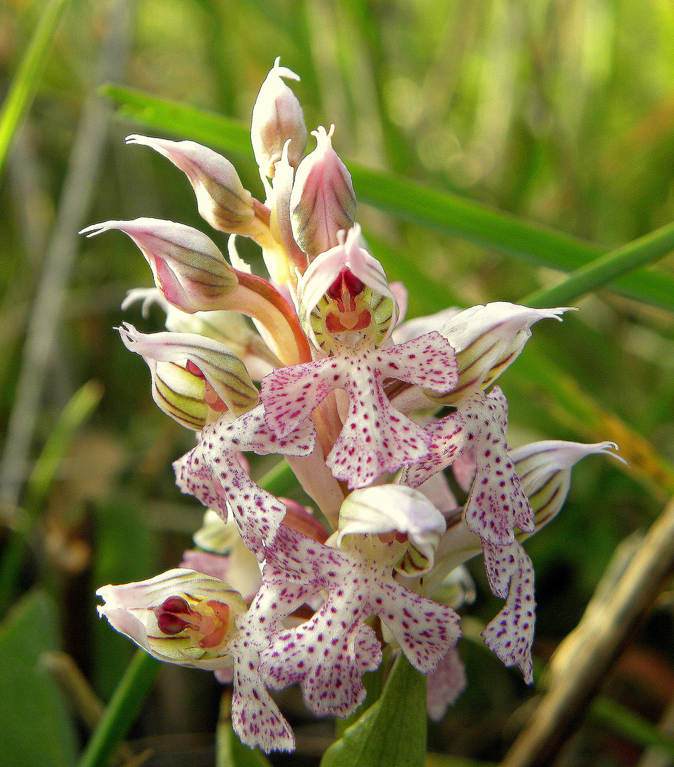 Neotinea lactea