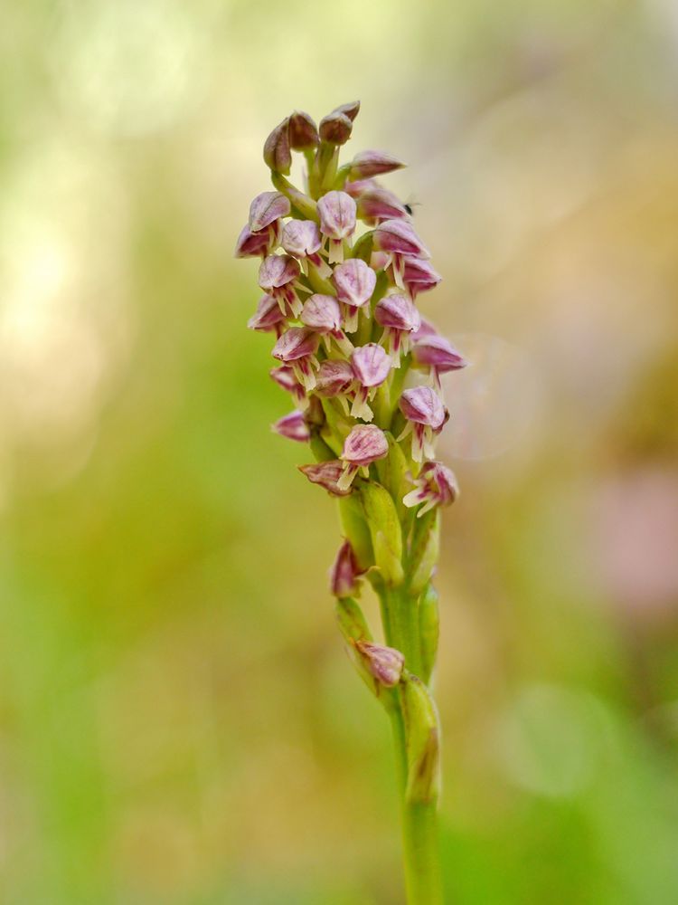 Neotinea maculata, Gefleckte Waldwurz, Keuschorchis