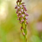 Neotinea maculata, Gefleckte Waldwurz, Keuschorchis