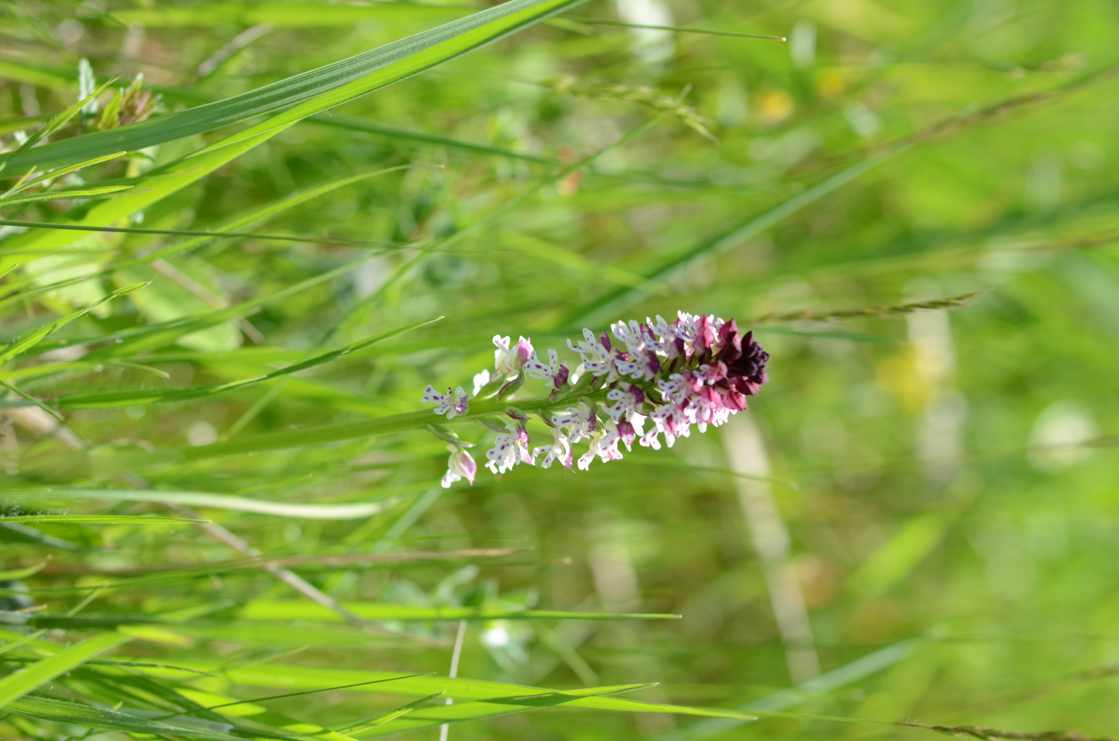 Neotinea ustulata