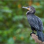 Neotropic Cormorant