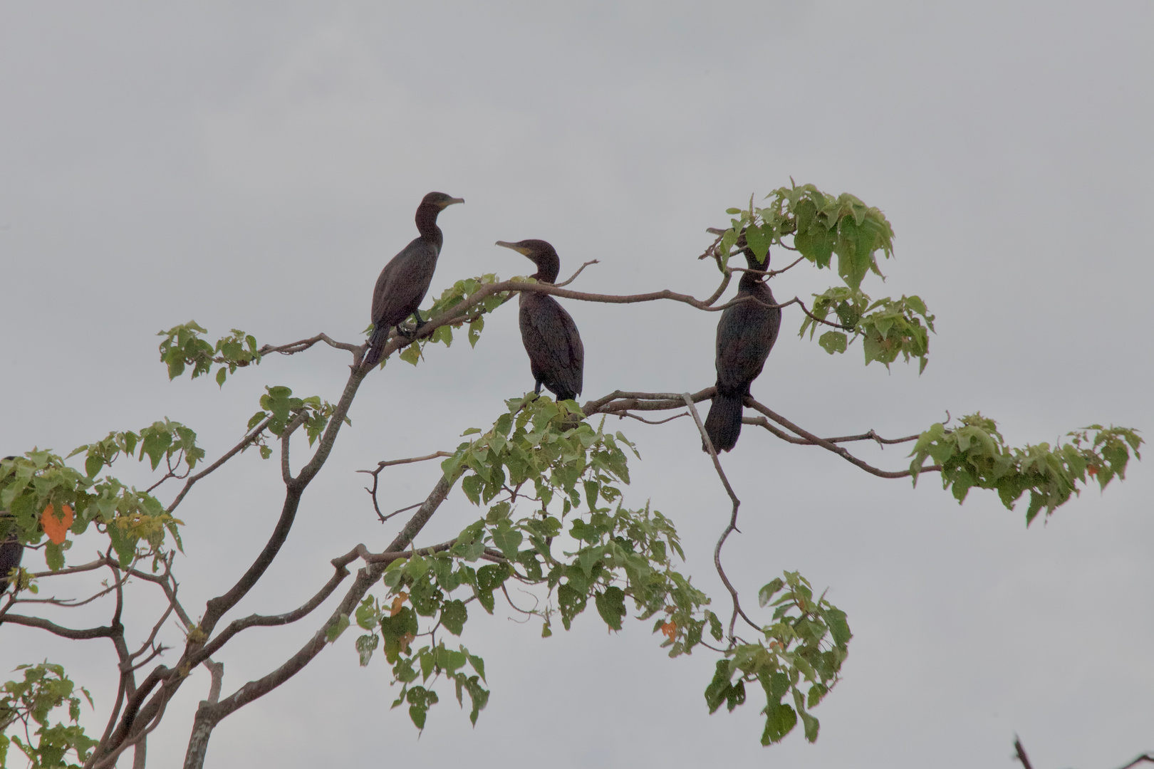 Neotropic Cormorant (III)