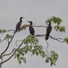 Neotropic Cormorant (III)