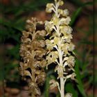 Neottia nidus avis & N. ssp. pallida