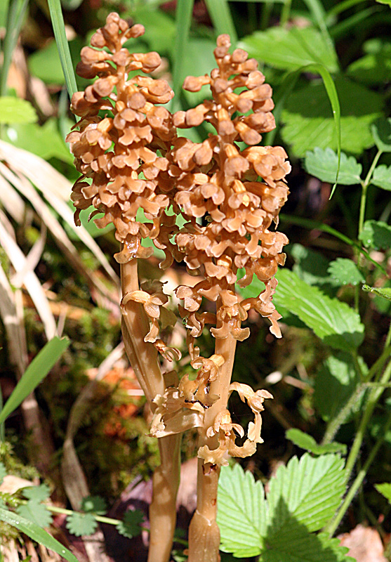 Neottia nidus-avis - Nestwurz eine interessante Orchidee