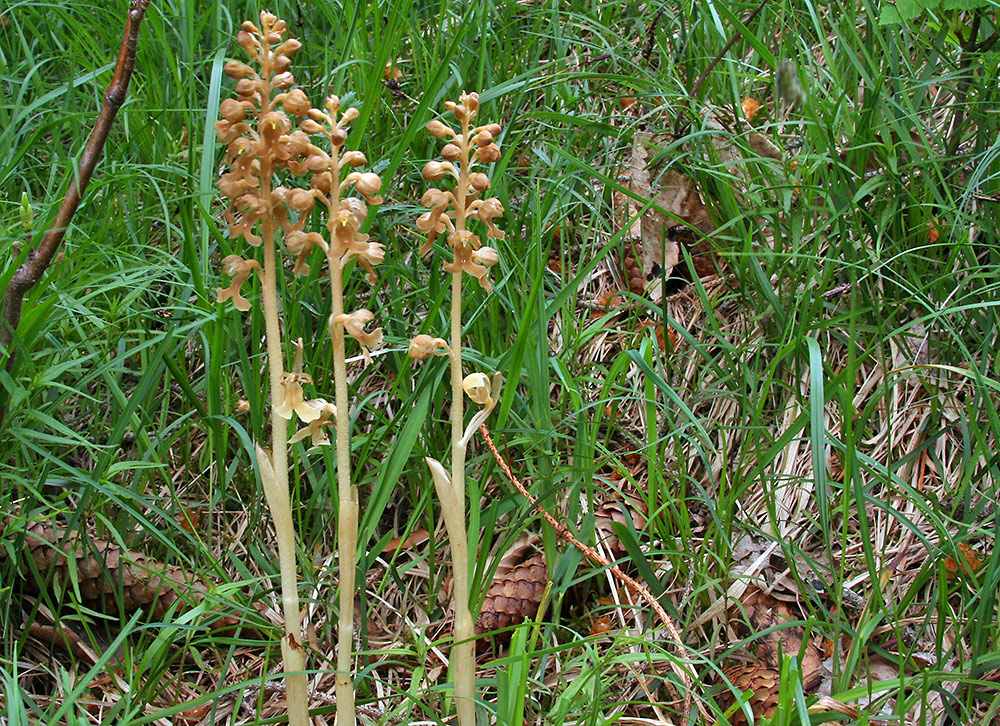 Neottia nidus-avis - (Vogel-) Nestwurz