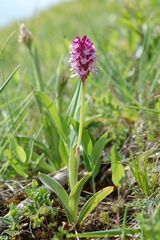 Neottia tridentata/ustulata Hybrid - Thüringen