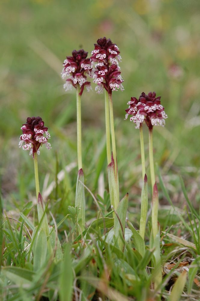 Neottia ustulata - Brandknabenkraut  12.5.10