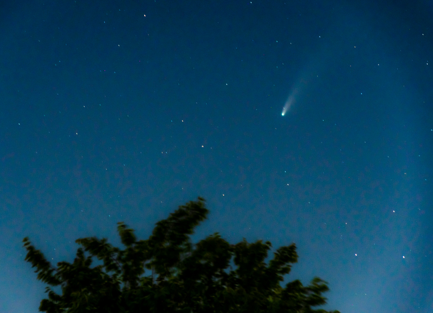 Neowise Comet