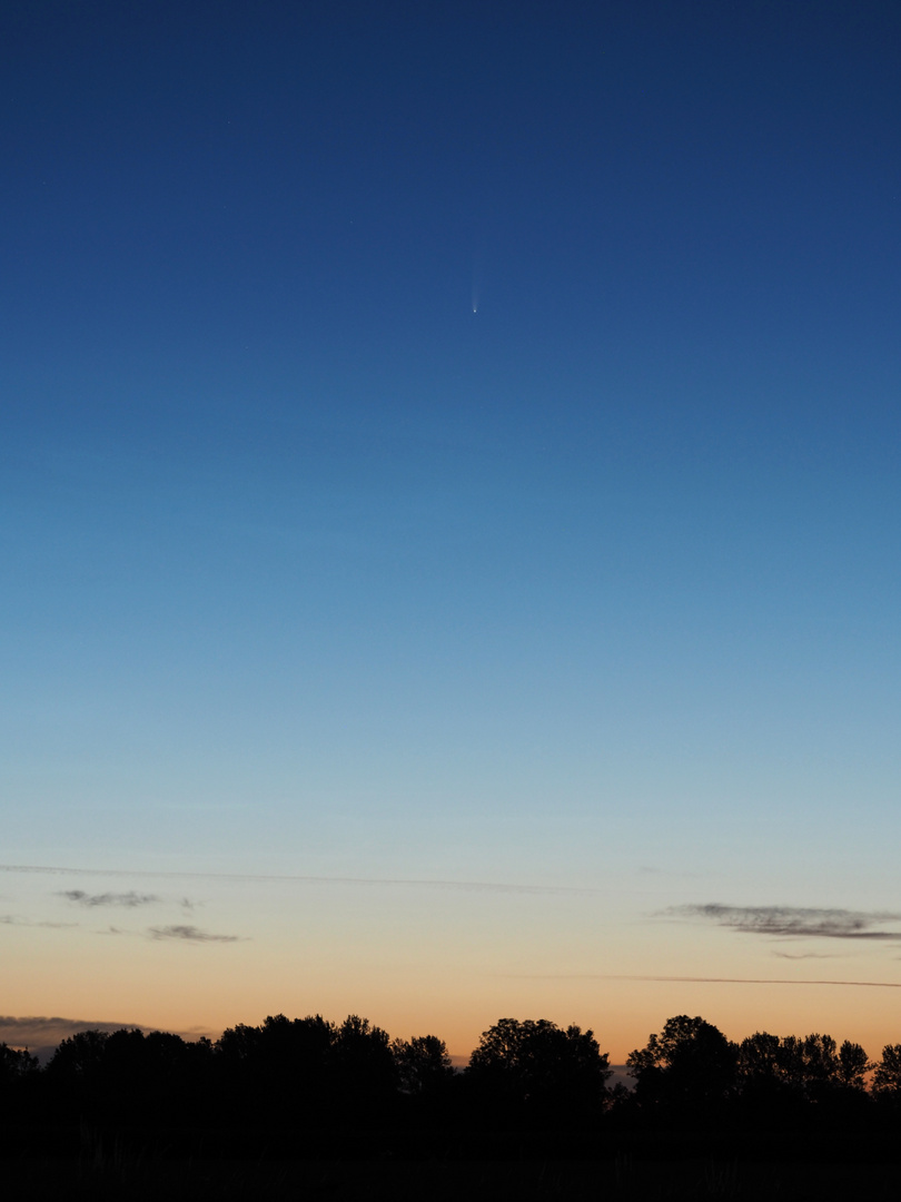 Neowise über dem Horizont