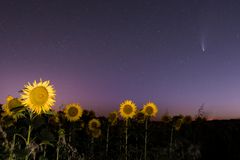 Neowise und Sonnenblumen 