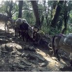 NEPAL 1992 - JOMSOM TREK - ULLERI - GHOROPANI (2)