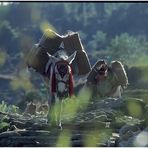 NEPAL 1992 - LAND DER BERGE - JOMSOM TREK - SIKHET - TATOPANI (20 14)