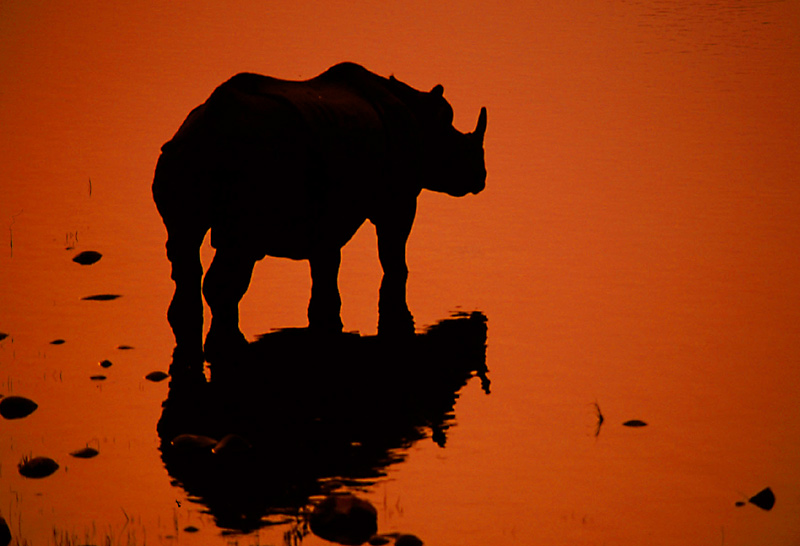 Nepal (5): Nashorn im Royal Chitwan National Park