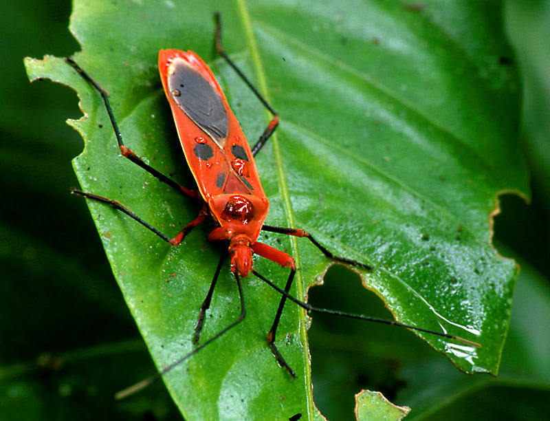 Nepal (6): Käfer im Royal Chitwan Nationalpark