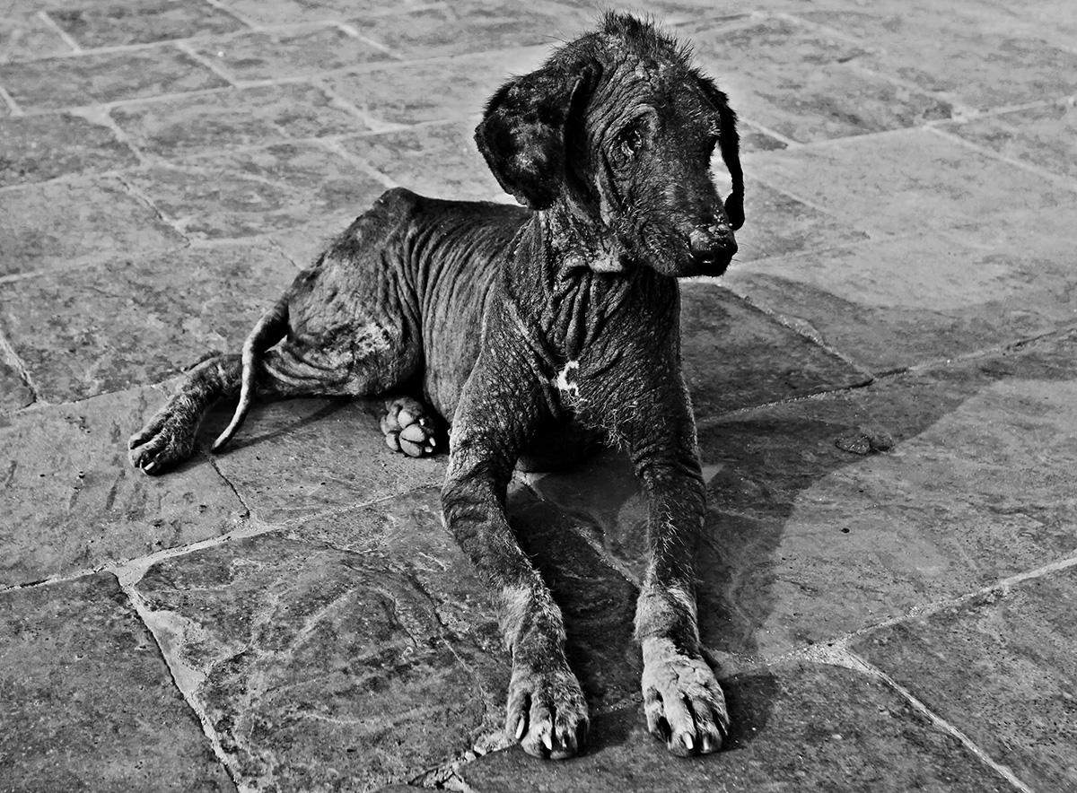 NEPAL - 6  VITA DA CANI