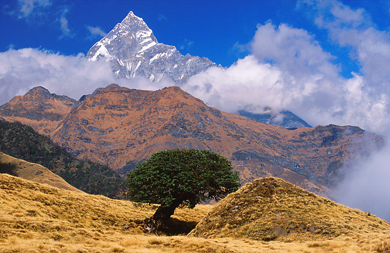 Nepal (8): Der letzte Baum