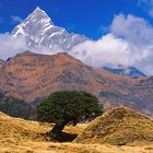 Nepal (8): Der letzte Baum