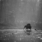 Nepal | Chitwan NP 2